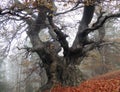 Centenarian Beech Tree in Fog