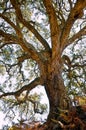 Centenarian cork tree