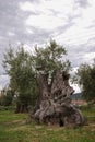 Centenarian olive tree in a wood Royalty Free Stock Photo