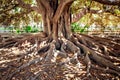 Centenarian tree Royalty Free Stock Photo