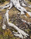 Centenarian Tree