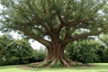 Centenarian Tree