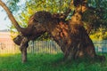 Centenarian tree with large trunk and big roots above the ground.