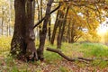 Centenarian tree with large trunk and big roots above the ground