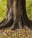 Centenarian tree with large trunk and big roots.