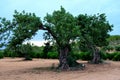 Centenary Carob (Ceratonia siliqua) Royalty Free Stock Photo