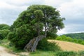 Centenary oak of Eraul, Navarre