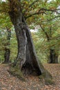 Centenary old marroni sweet chestnut tree in Vallerano Royalty Free Stock Photo