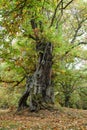 Centenary old sweet chestnut tree marroni in Vallerano Royalty Free Stock Photo