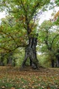 Centenary old sweet chestnut trees marroni in Vallerano Royalty Free Stock Photo