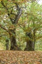 Centenary old sweet chestnut trees Vallerano Royalty Free Stock Photo