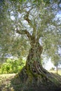 Olive tree, cultivation in Umbria, Italy Royalty Free Stock Photo