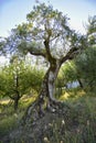 Olive tree, cultivation in Umbria, Italy Royalty Free Stock Photo