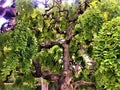 Centenary tree, shapes, beauty, trunk and leaves. Creativity and nature Royalty Free Stock Photo