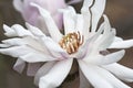 Centennia star magnolia flower