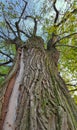 Centennial lime tree with a lightning scar on the trunk, close up