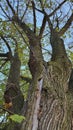 Centennial lime tree with a lightning scar on the trunk, close up