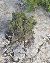 Centennial natural bonsai, Troodos, Cyprus