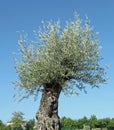 Centennial olive tree in front of a stone wall Royalty Free Stock Photo