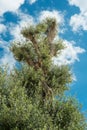 Centennial olive tree Royalty Free Stock Photo