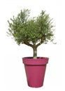 Centennial olive tree in a pot Royalty Free Stock Photo