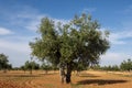 Centennial olive tree in Mediterranean olive grove source of extra virgin olive oil Royalty Free Stock Photo