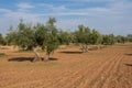 Centennial olive tree in Mediterranean olive grove source of extra virgin olive oil Royalty Free Stock Photo