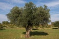 Centennial olive tree in Mediterranean olive grove source of extra virgin olive oil Royalty Free Stock Photo