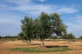 Centennial olive tree in Mediterranean olive grove source of extra virgin olive oil Royalty Free Stock Photo