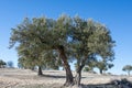Centennial olive tree in winter before the olive harvest in a white soil olive grove. Royalty Free Stock Photo