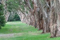 Centennial Park in Sydney, Australia. Thick Evergreen Tea Trees Royalty Free Stock Photo