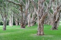 Centennial Park in Sydney, Australia. Thick Evergreen Tea Trees Royalty Free Stock Photo