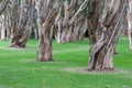 Centennial Park in Sydney, Australia. Thick Evergreen Tea Trees Royalty Free Stock Photo