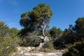 Centennial pine in the natural park of La Muga in Bellvei Tarragona