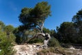 Centennial pine in the natural park of La Muga in Bellvei Tarragona