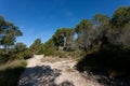 Centennial pine in the natural park of La Muga in Bellvei Tarragona