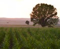Centennial tree in cornfield one summer afternoon Royalty Free Stock Photo