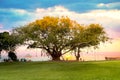 Centennial tree located in the historic center of the old town of Porto Seguro, in the state of Bahia, Brazil Royalty Free Stock Photo