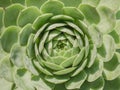 The center of an alabaster rose, succulent cactus, with its green leaves and reddish apex and margin Royalty Free Stock Photo