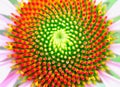 Center of the beautiful coneflower showing fibonacci pattern Royalty Free Stock Photo