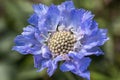 Center of blue beautiful scabiosis flower showing fibonacci pattern. Royalty Free Stock Photo