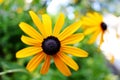 Center of a brown eyed Susan Royalty Free Stock Photo