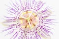 Center close up of passionflower Royalty Free Stock Photo