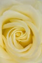 Center close up of yellow hybrid tea rose Royalty Free Stock Photo