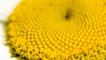 Center of a daisy flower is a matrix of yellow stamens. Macro photography as a distinct vegetative natural background on Royalty Free Stock Photo