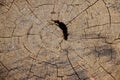 Center Driftwood Pine Tree Stump Texture W/ Spiderweb Cracks & Embedded Stones 4K UHD 300DPI