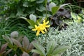 Flower bed with flowers of a day lily. Royalty Free Stock Photo