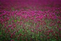 Center focus of red clover field