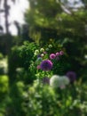 Backlit Purple and White Alliums Flowers in a Garden with a Center Focus and Blurred Edges.