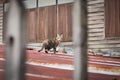 Center focus cat on the galvanize roof.